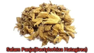Salam Panja benefits for male